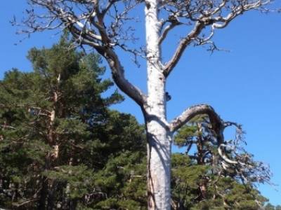 Rio Moros - ruta de senderismo desde Madrid; cerezos en flor valle del jerte